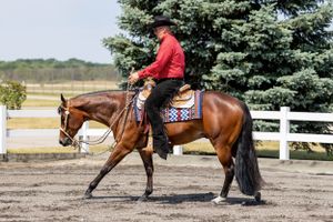 Two year old bay gelding being loped in a bosal by a male trainer in a red button down, hat and chaps