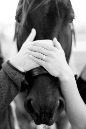closeup of blue roans head with man and woman's hand resting atop his nose showing off the woman's engagement ring