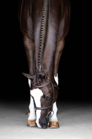 liver chestnut horse black background image
