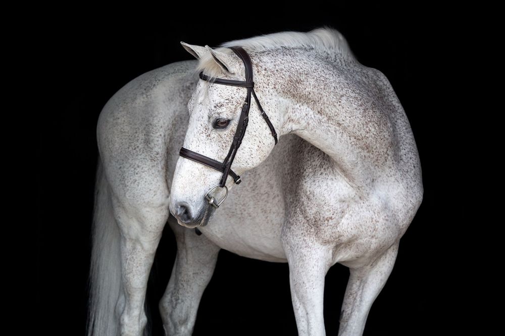 grey horse on black background