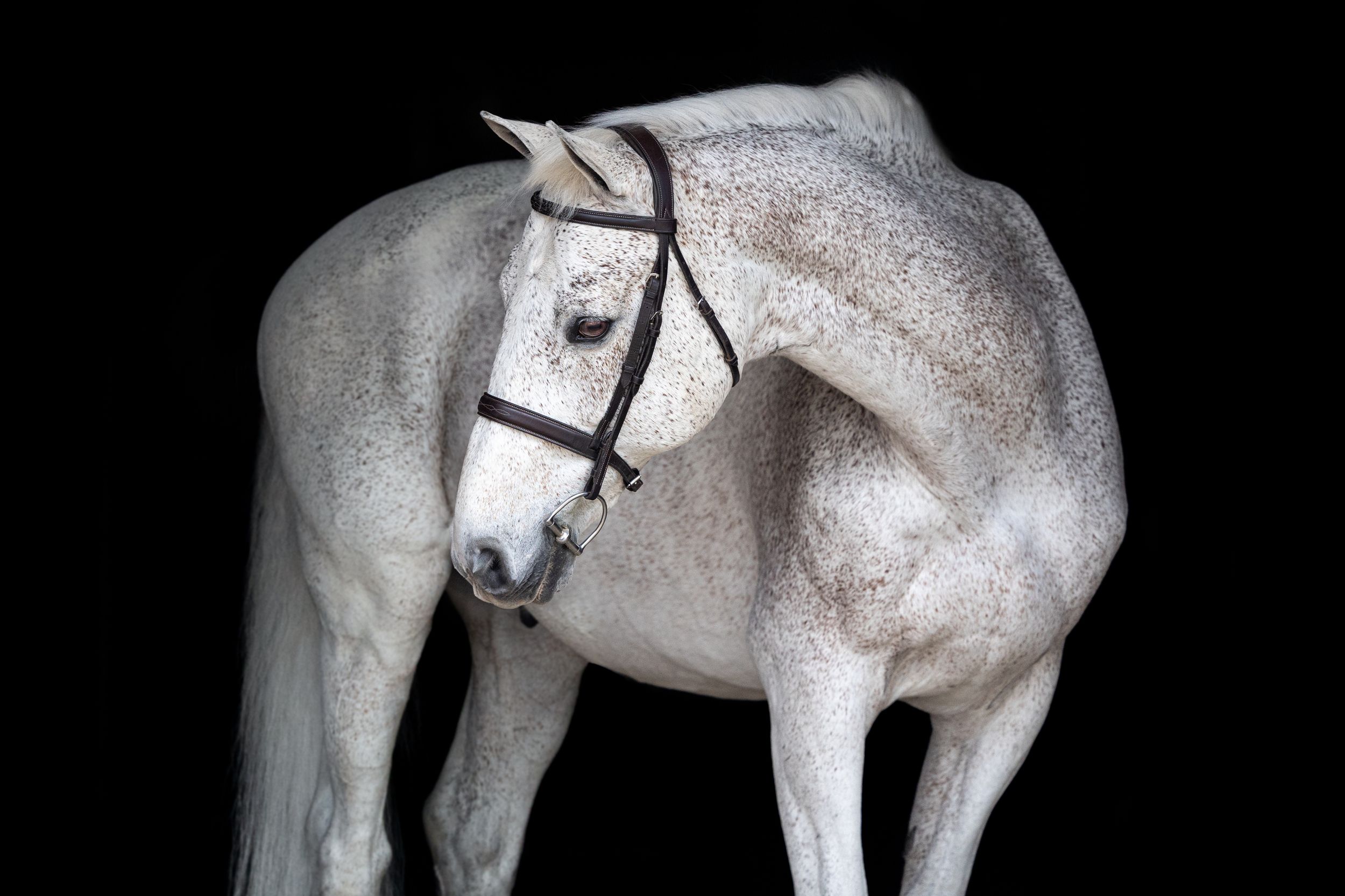 grey horse on black background