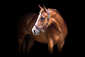 Chestnut horse in west michgian