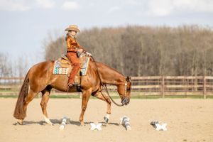 chestnut horse western trail poles