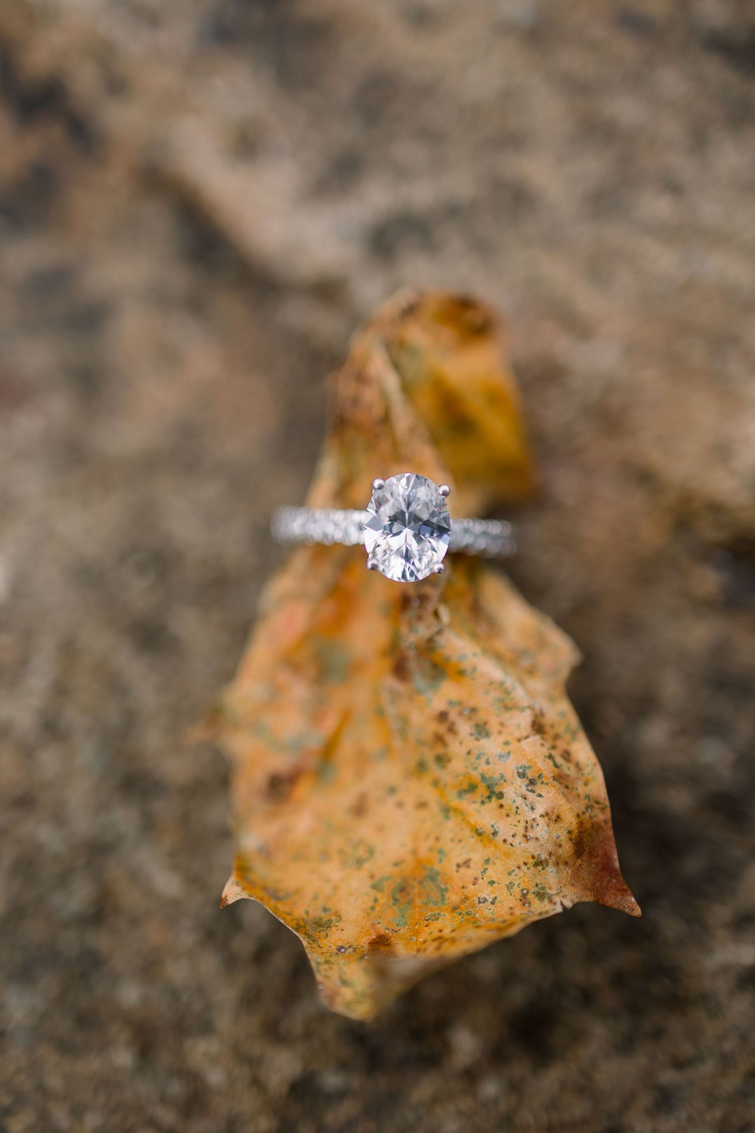 A sparkling diamond engagement ring sits atop a dried autumn leaf in a series of macro photographs.