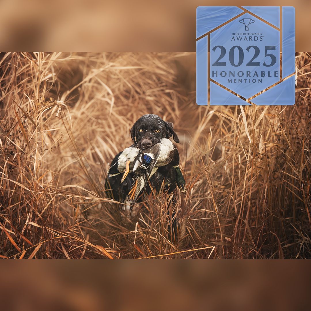 A hunting dog at work during duck hunt