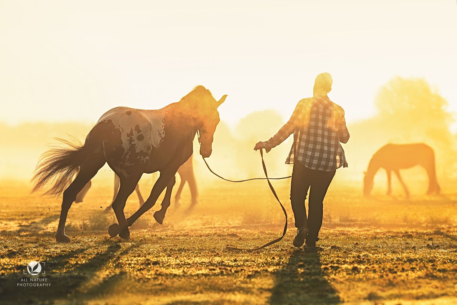 Silhouettes of horses and riders kicking up dust during sunset on a ranch with golden backlight.