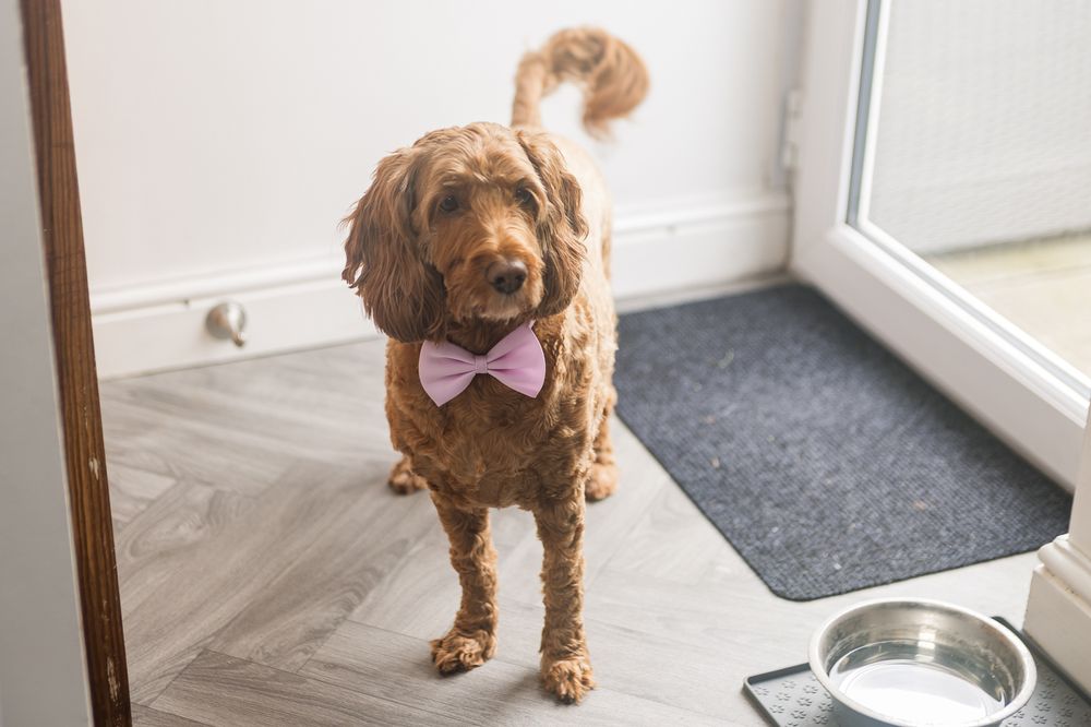 Brown cockapoo dog wearing a pink bowtie sitting near a food bowl.