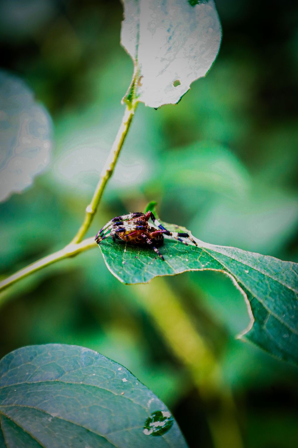 Macro photo series showing a small insect walking across green leaves with blurred natural background.