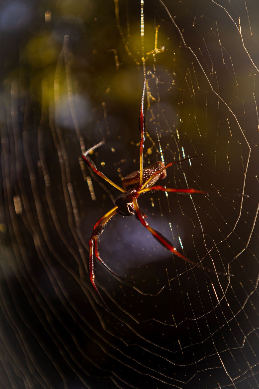 Close-up macro shots of a spider in its web with dark background and dramatic lighting.