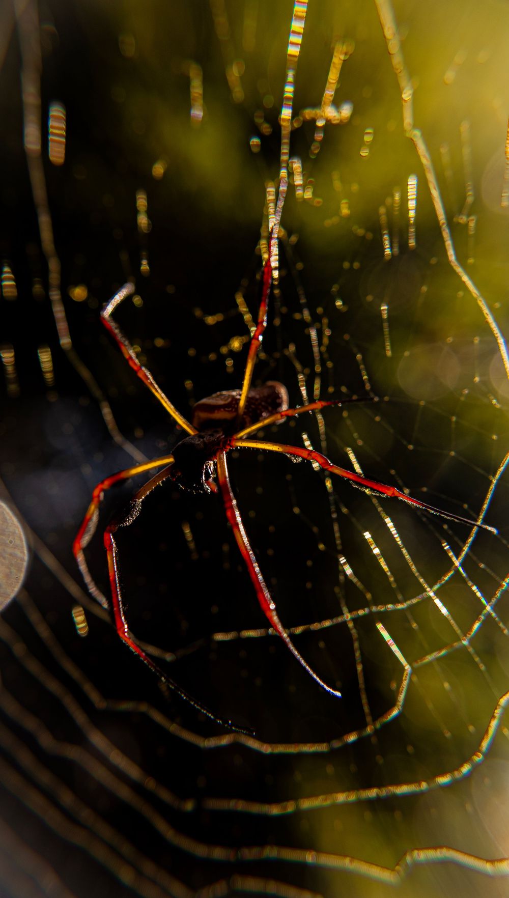 Macro sequence of a spider spinning its web with golden light illuminating the delicate silk strands against a dark background.