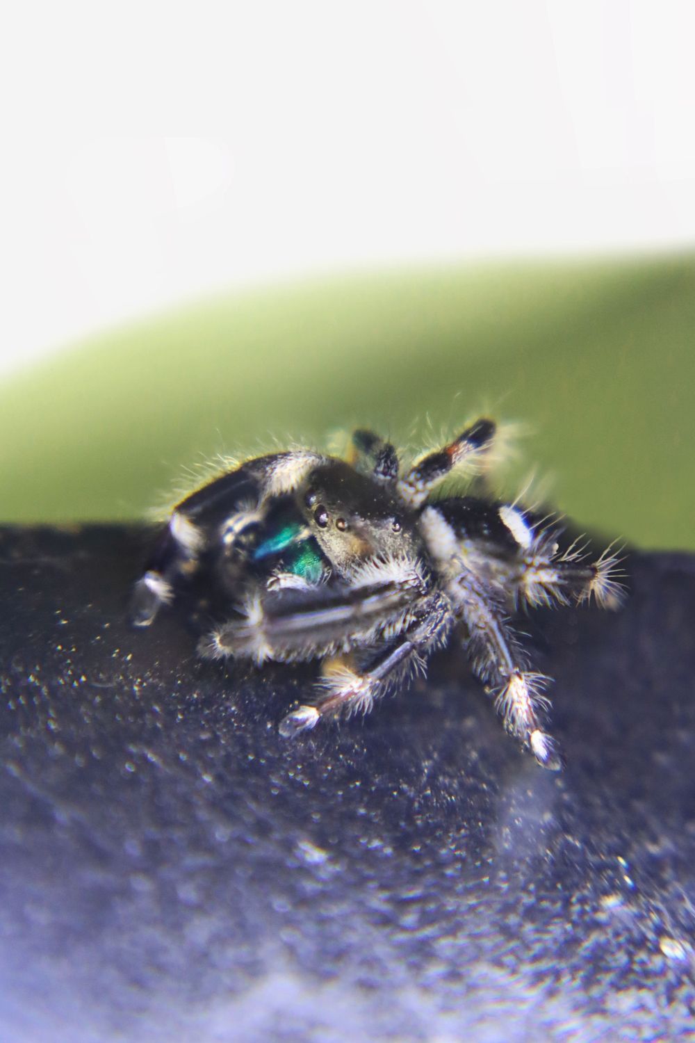 A close-up macro photograph shows a small jumping spider on a dark textured surface with a blurred green background.