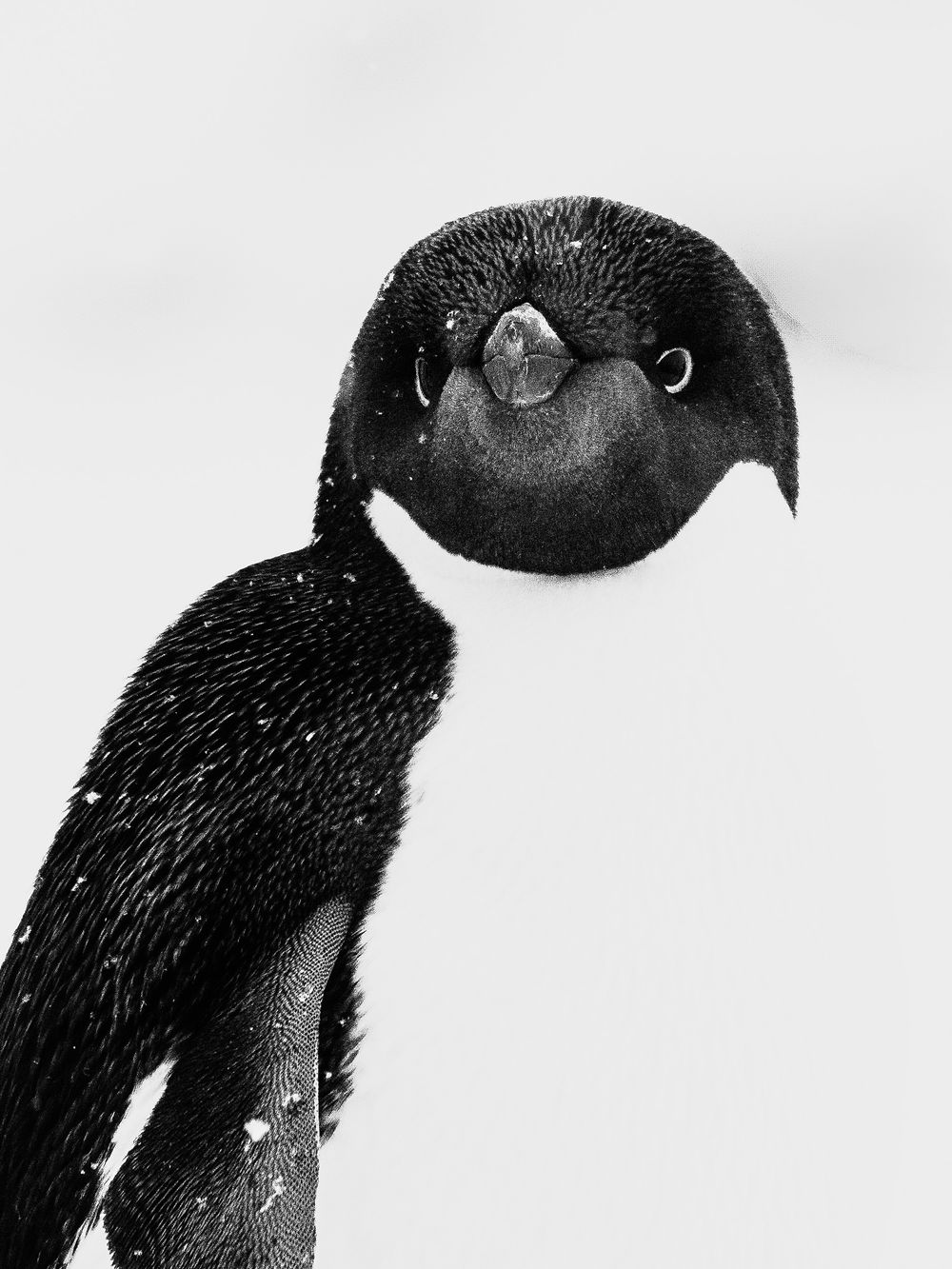 Three Antarctic penguins stand in a row on snowy ground, their black and white feathers contrasting against the pale backdrop.