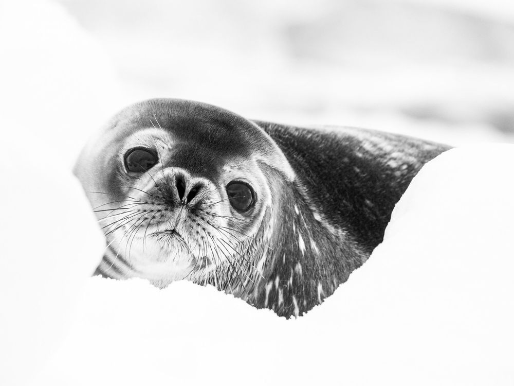 A row of extreme close-up photographs showing animal eyes in black and white.