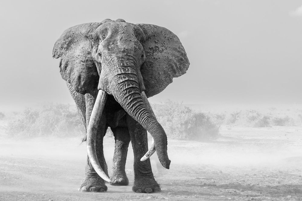 A majestic elephant tosses dust in the air while playing on a dry savannah plain.