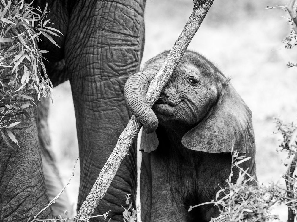 A young elephant calf gently rests its trunk on a branch while standing close to an adult elephant in black and white.