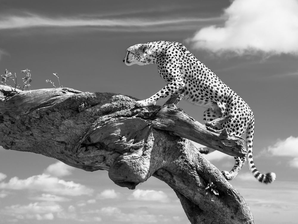 A majestic leopard perches gracefully on a tree branch against a dramatic black and white sky.