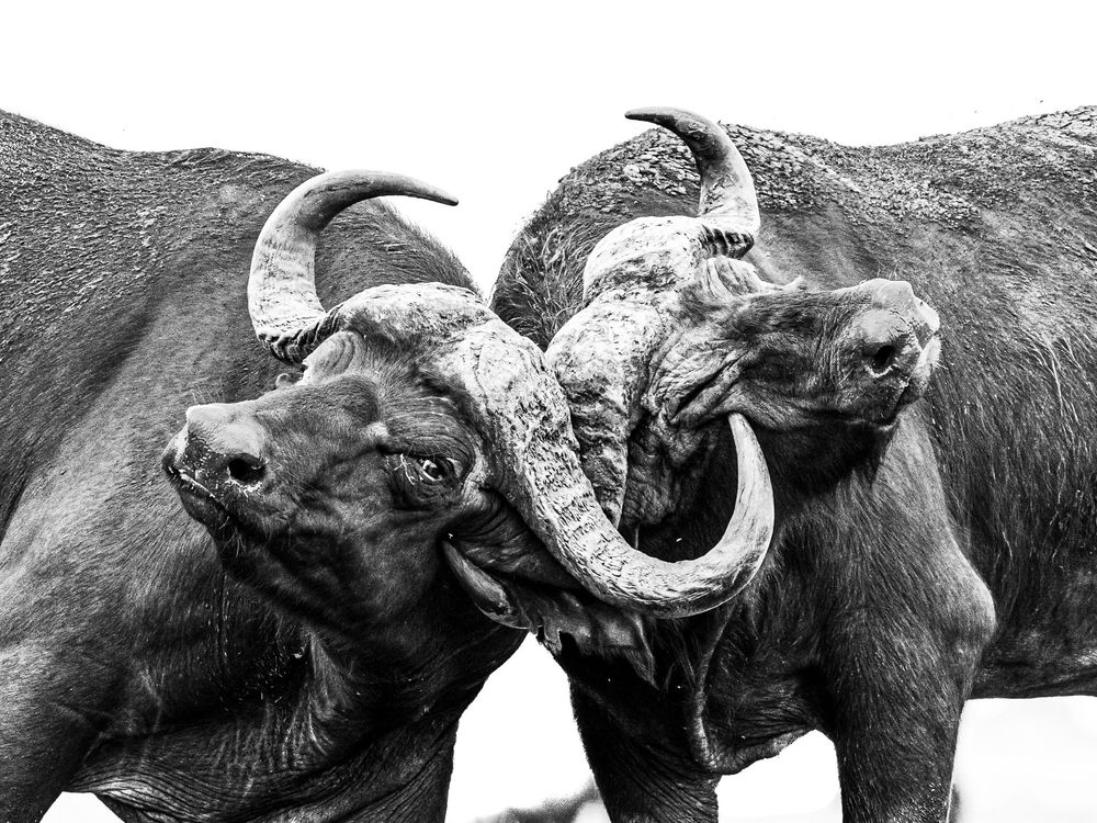 Black and white panorama of African buffalo faces in profile showing their distinctive curved horns.
