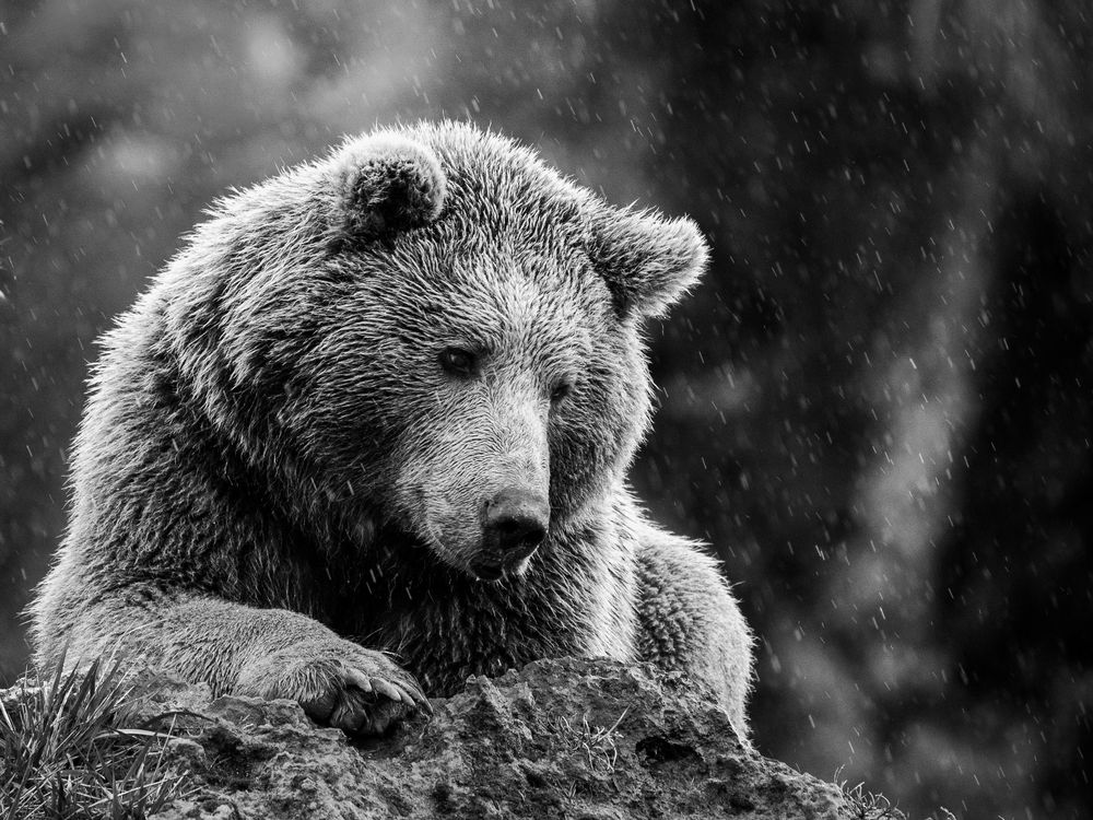Three young brown bear cubs exploring and playing together in a black and white wilderness setting.