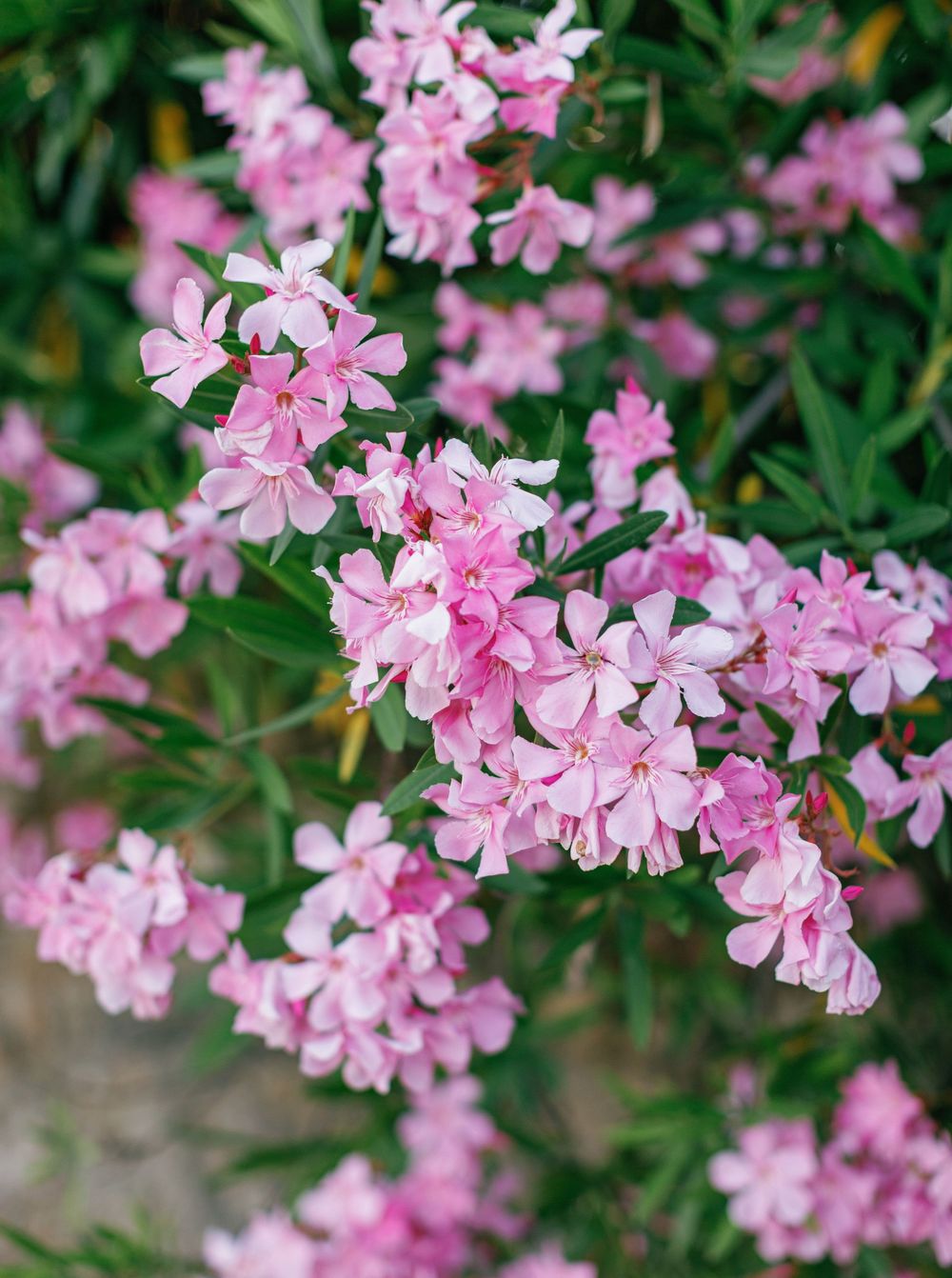 Delicate pink creeping phlox flowers bloom in a cascading display against dark green foliage in a spring garden.