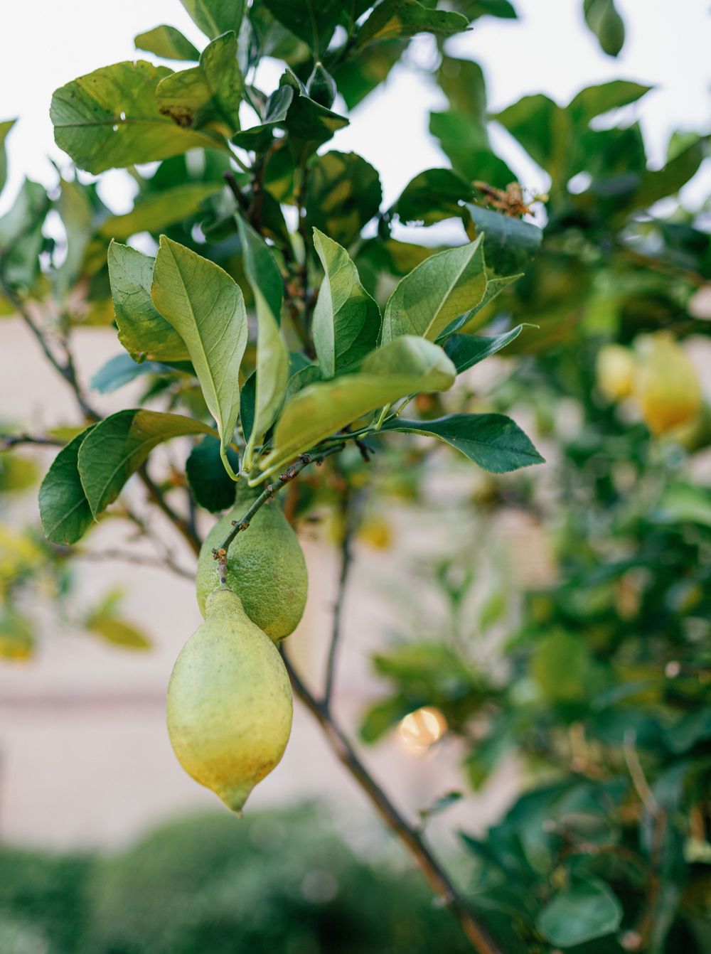 Close-up view of bright yellow lemons growing on a lemon tree with vibrant green leaves in natural sunlight.