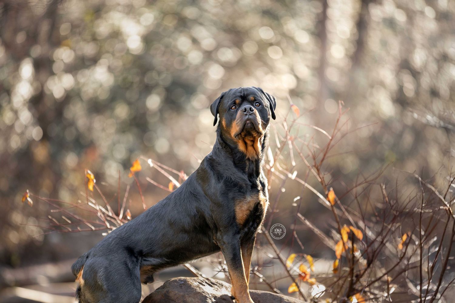 Rottweiler dog sits majestically in nature surrounded by autumn foliage and golden sunlight.