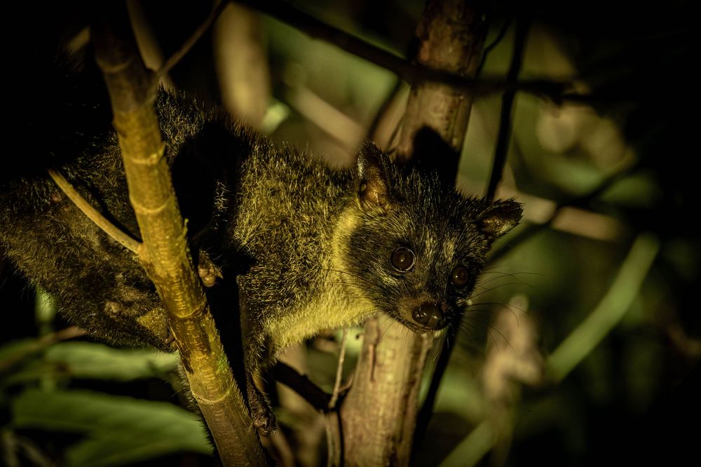 Island Palm Civet clings to bamboo stalks surrounded by green leaves in darkness.