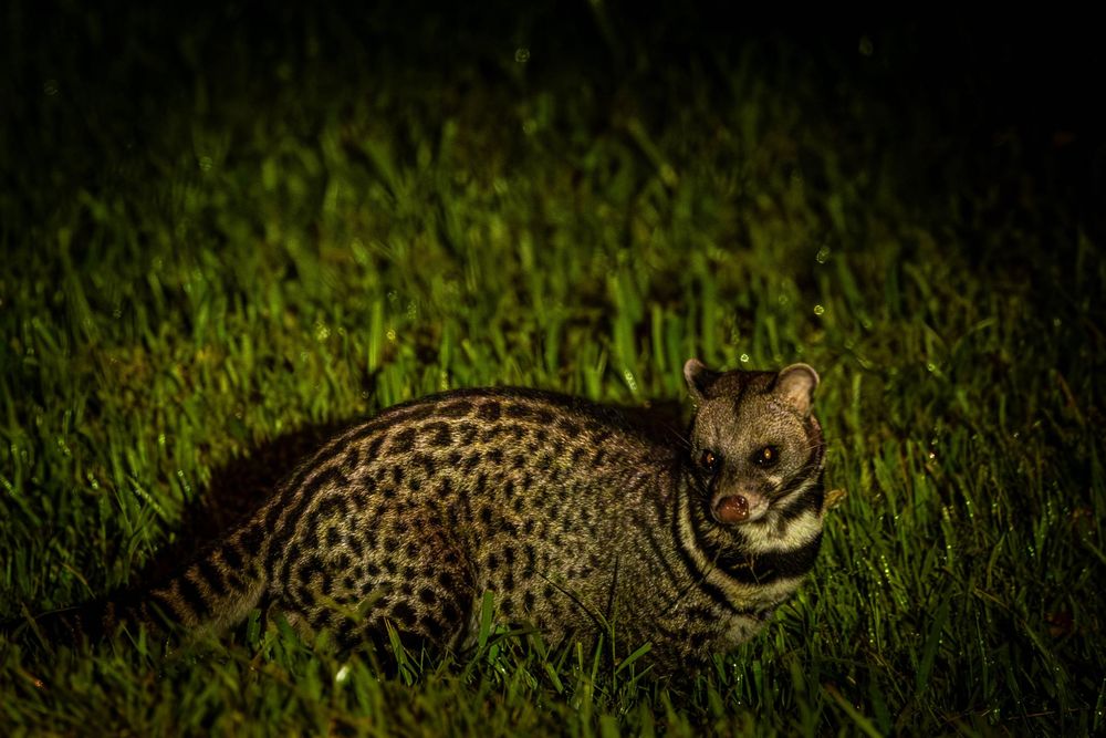 Malay civet prowling in green grass at night, illuminated by artificial light in natural habitat.