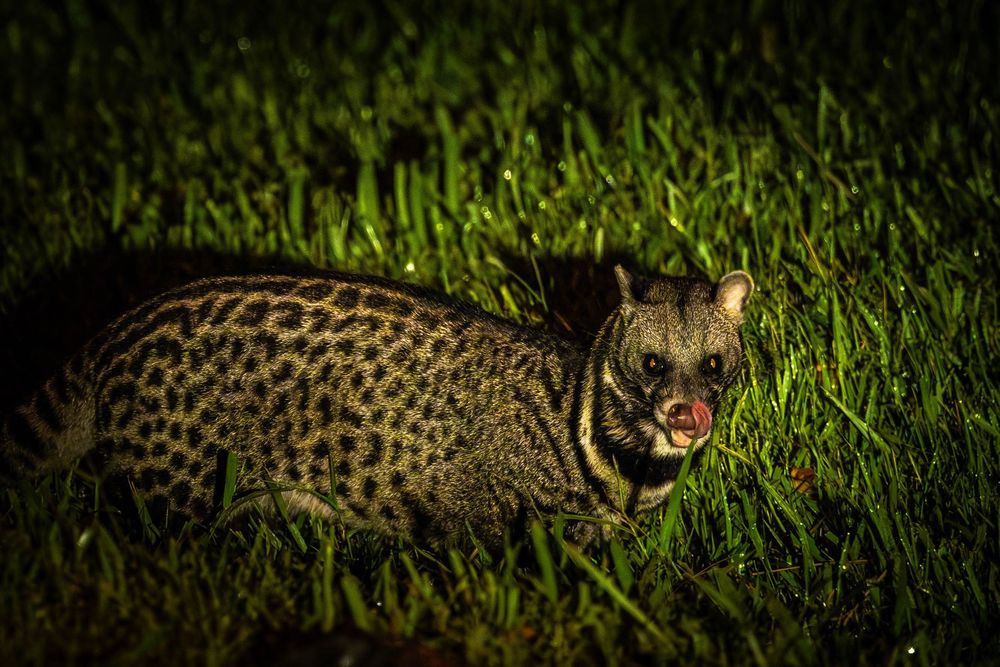 Malay civet with open mouth moving through vibrant green grass in dark environment.
