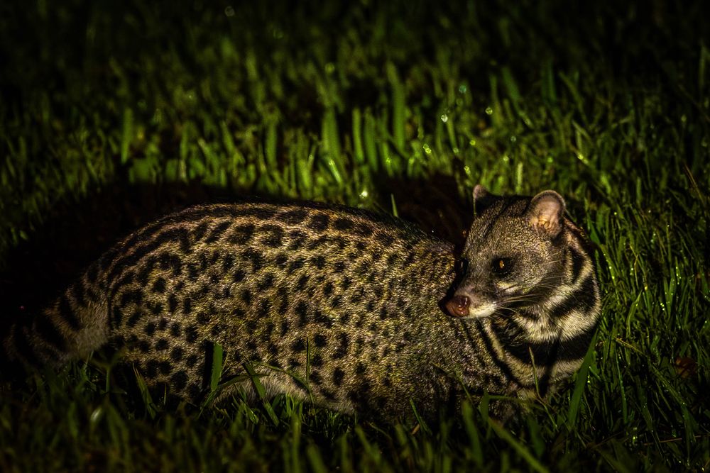 Malay Civet resting in green grass at night, showing distinctive black spot coat pattern clearly.