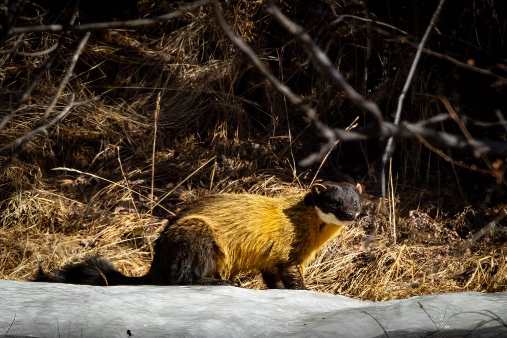 A yellow throated marten resting in dry golden grass and snow in its natural winter habitat.