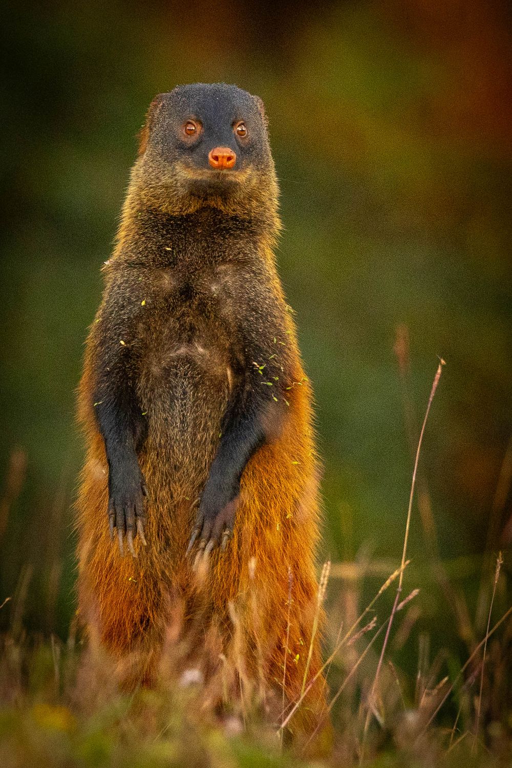 A mongoose stands upright on hind legs in golden grass, alert and watchful against a blurred green background.