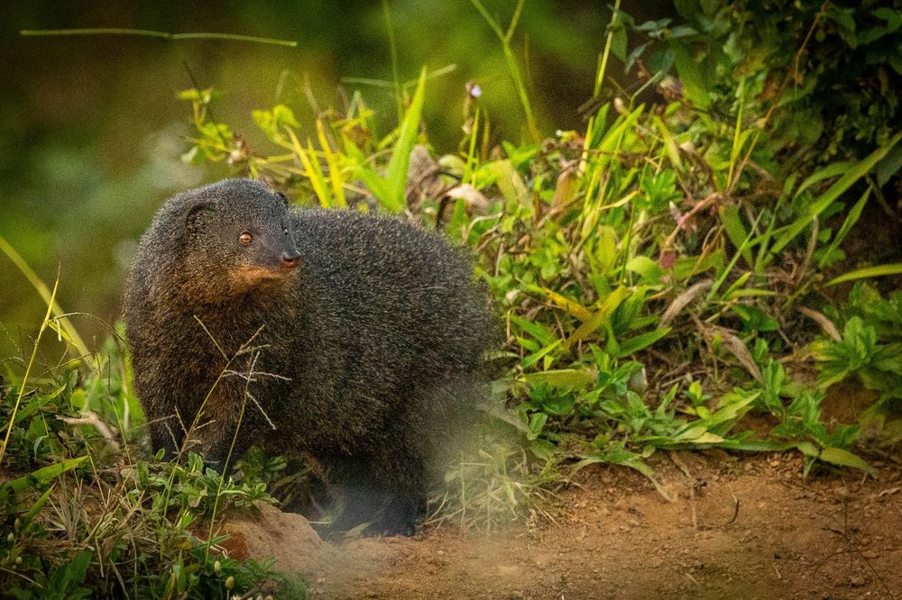 A dark mongoose digs energetically in dusty soil beside lush green vegetation.