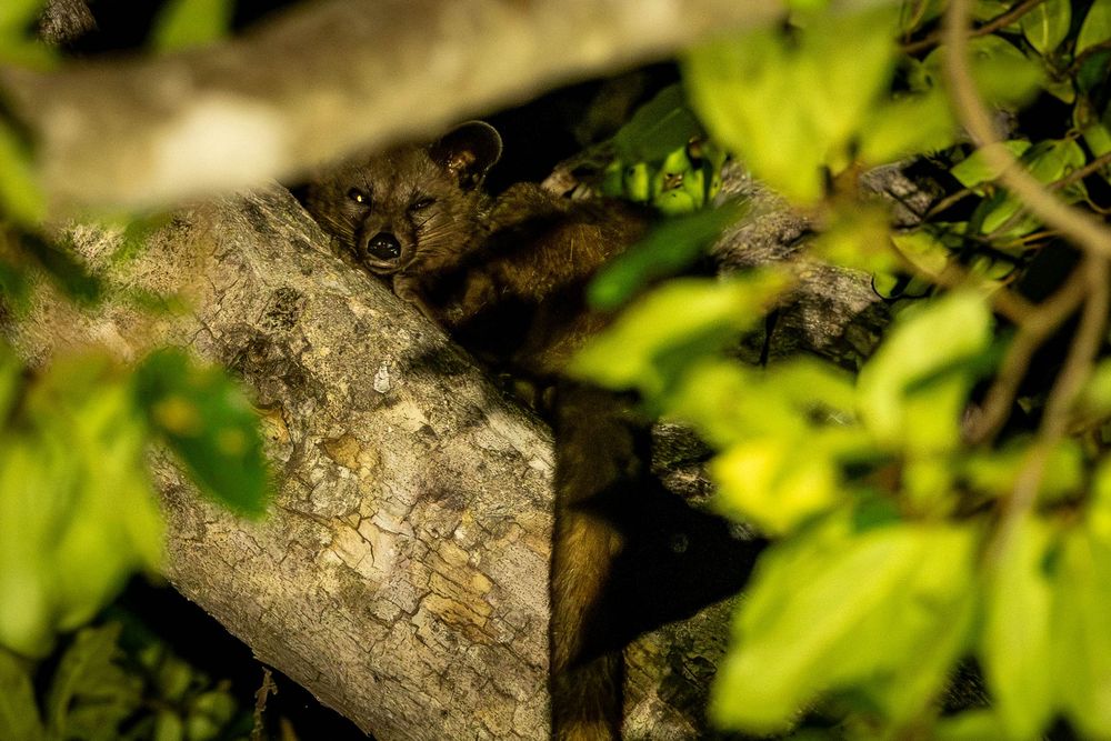A civet peers curiously from between mossy tree branches surrounded by green leaves.