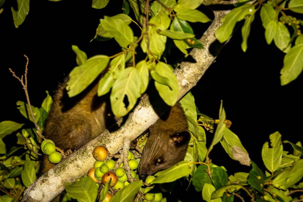 A golden palm civet resting on a fruit-laden tree branch surrounded by green leaves at night.