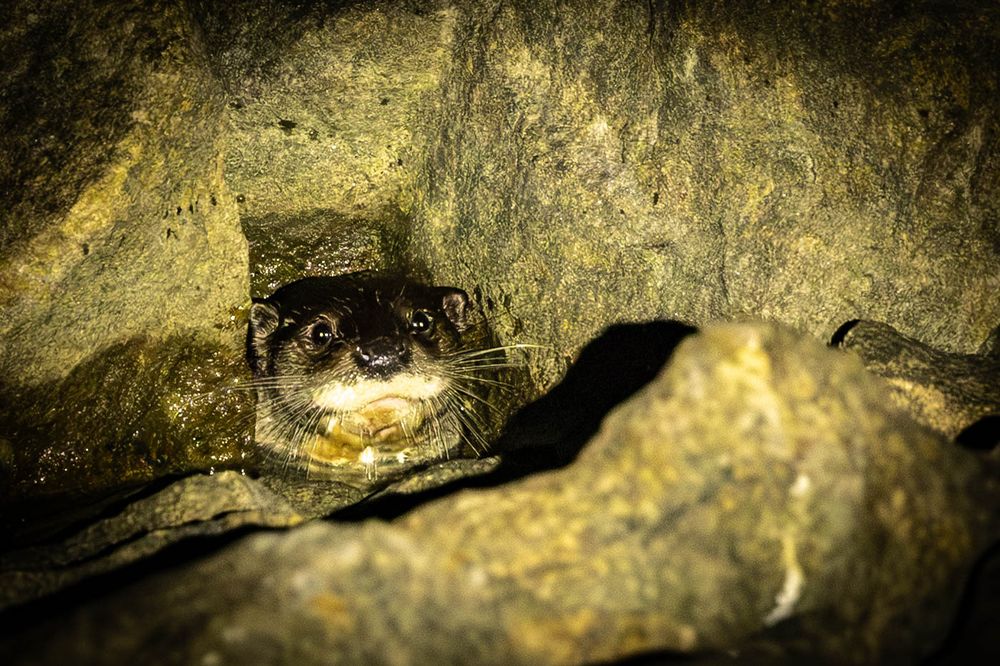 A small Eurasian otter peeks out from between large rocks, its whiskered face illuminated against dark shadows.