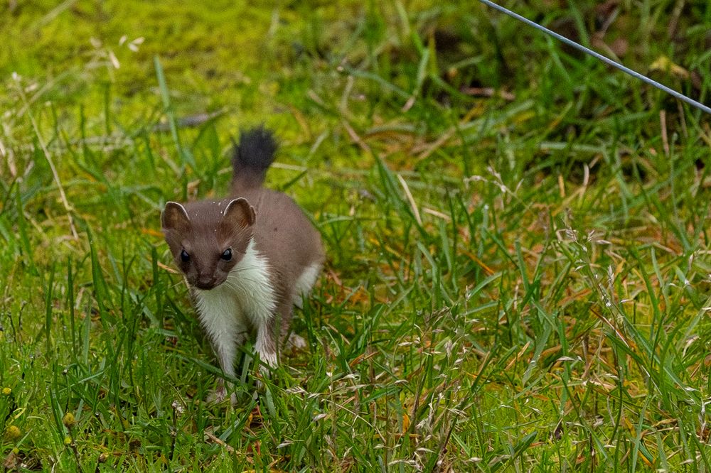 A small stoat with brown fur and white chest walks through green grass in a natural outdoor setting.