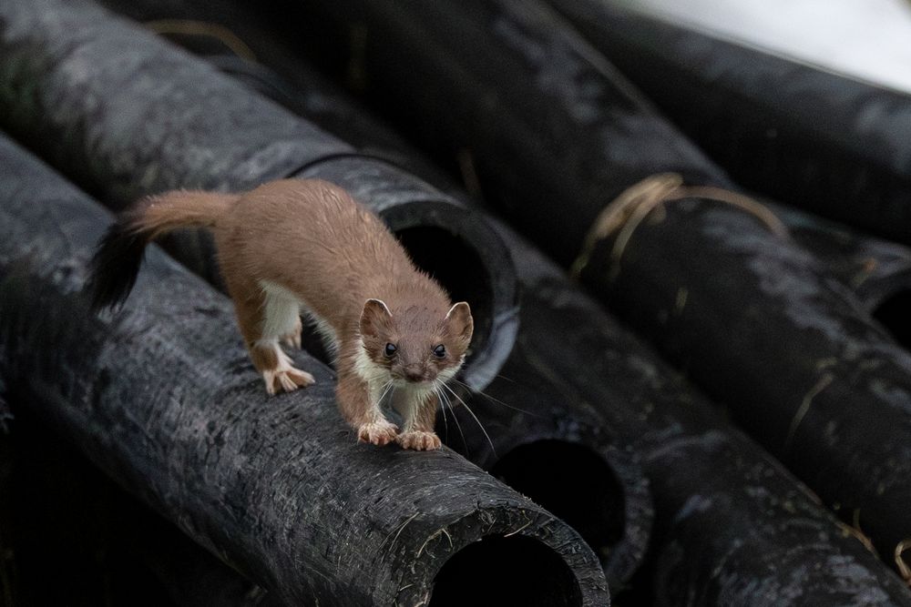 A weasel with brown fur climbing over dark cylindrical pipes outdoors.