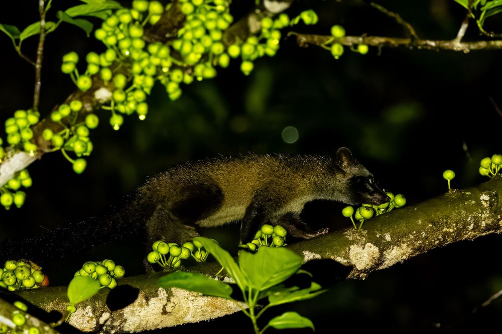 A palm civet foraging on a branch covered with bright green berries at night.
