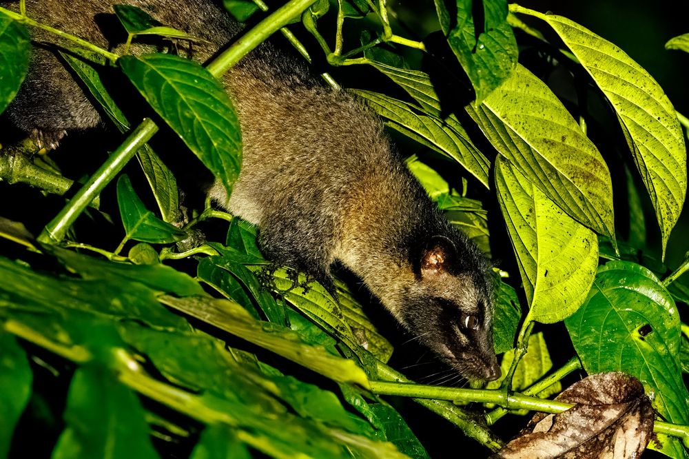 A civet hides among dense green tropical foliage at night.