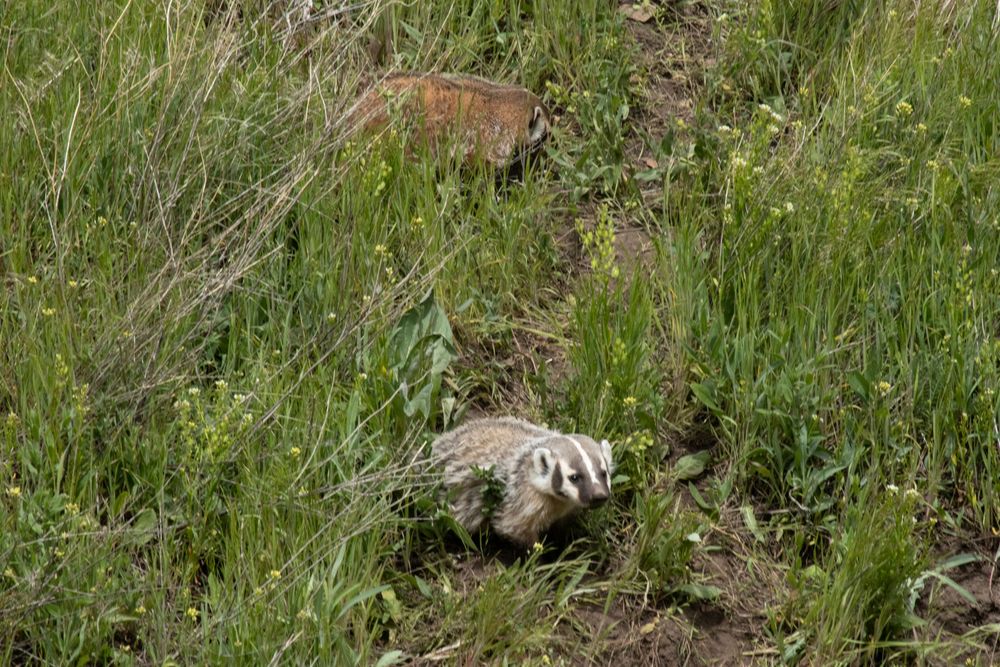 Two American badgers foraging among tall green grass in a natural meadow habitat.