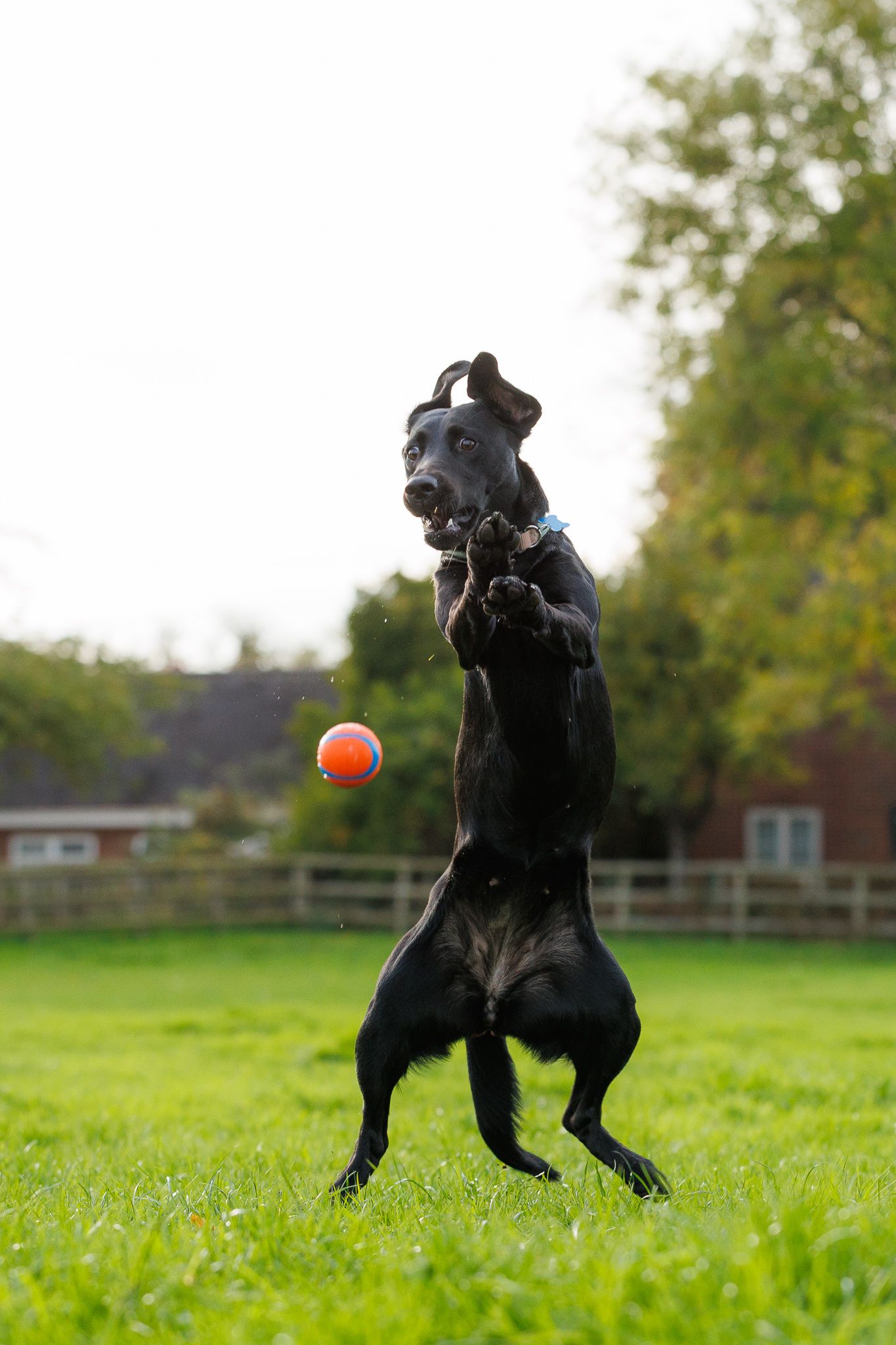 Black dog leaping and playing with orange ball in grassy field on sunny day.