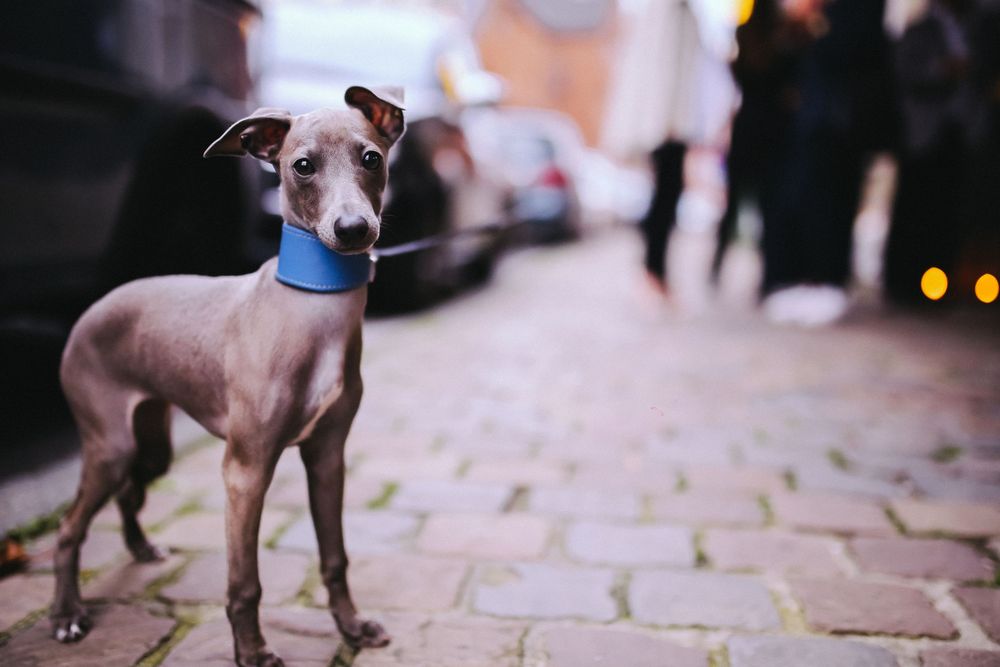 A sleek gray Italian Greyhound wearing a blue collar stands on cobblestone street, held by a leash.