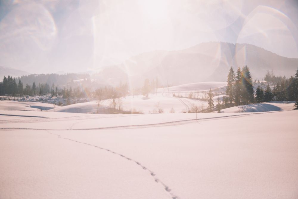 Snow covered winter landscape with animal tracks winding through rolling hills and evergreen trees in soft morning light.
