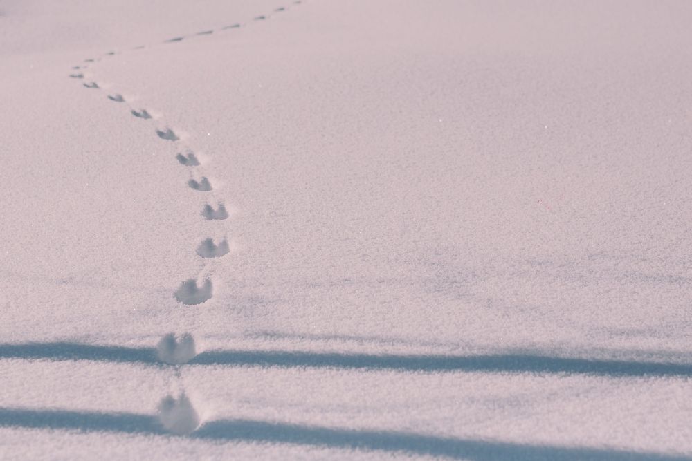 A black and white panoramic photograph shows a series of footprints in the snow creating a long winding trail.