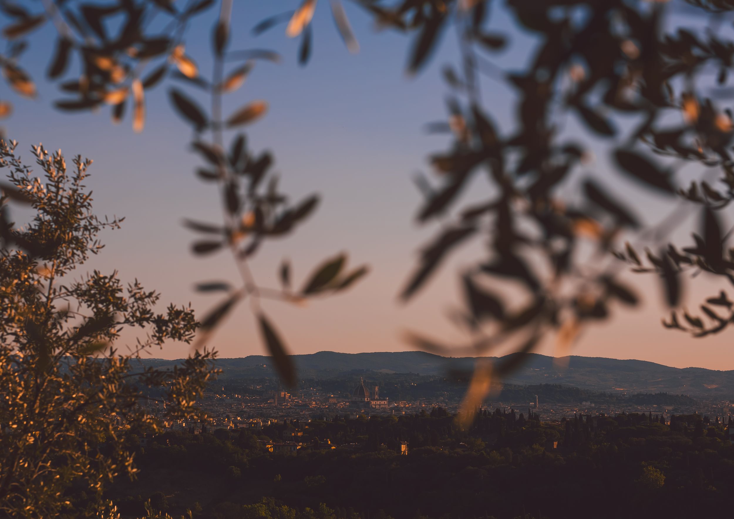 Twilight landscape view through blurred olive tree branches with distant mountains and city lights at dusk.