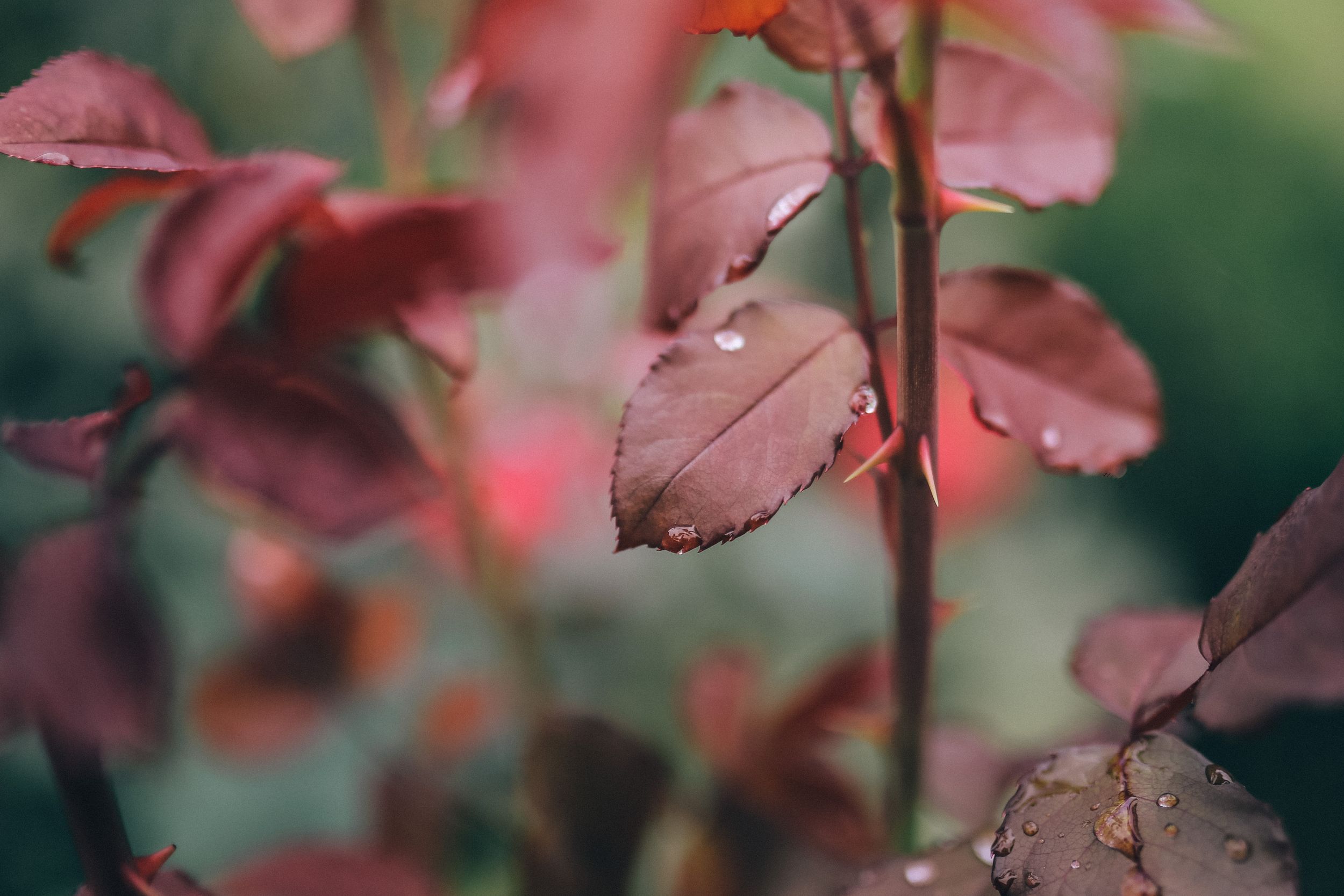 Red autumn leaves on branches with soft bokeh background in nature.