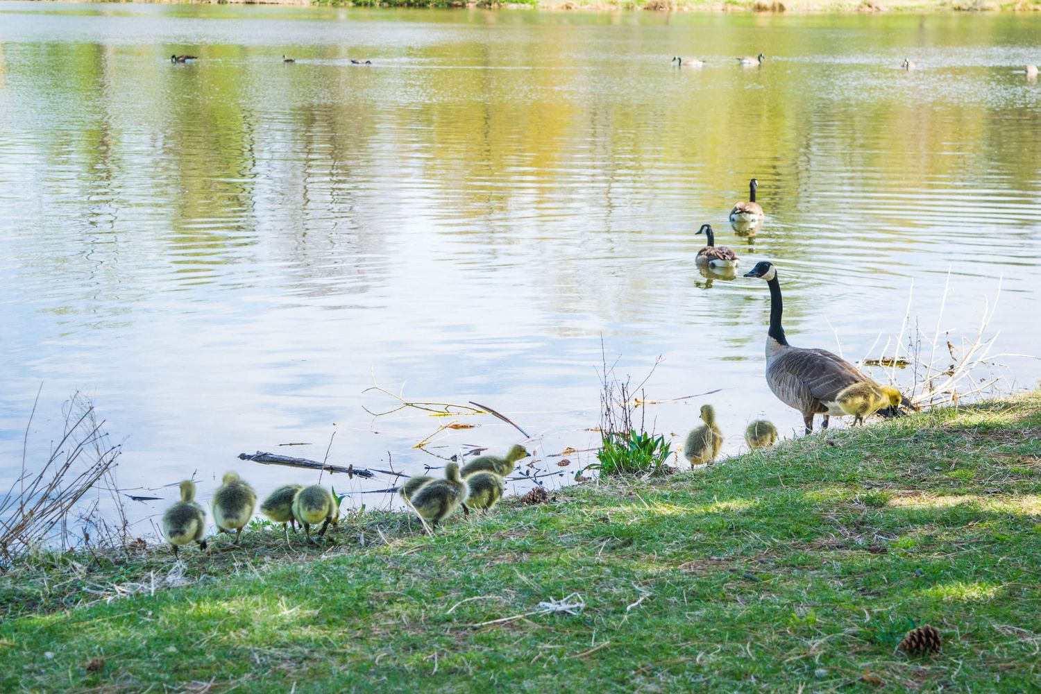 Canada geese family with goslings resting by a calm lake shore surrounded by green grass in spring.