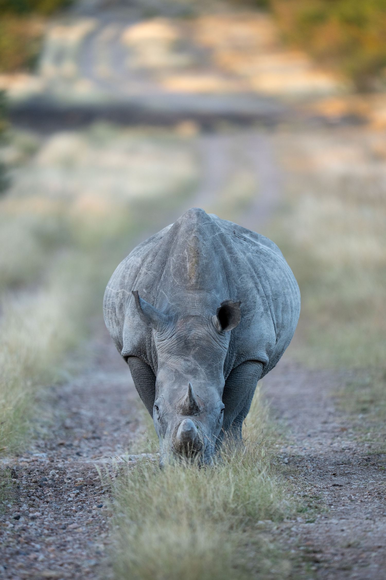 A white rhinoceros walks directly toward the camera on a dusty safari road surrounded by dry grassland.
