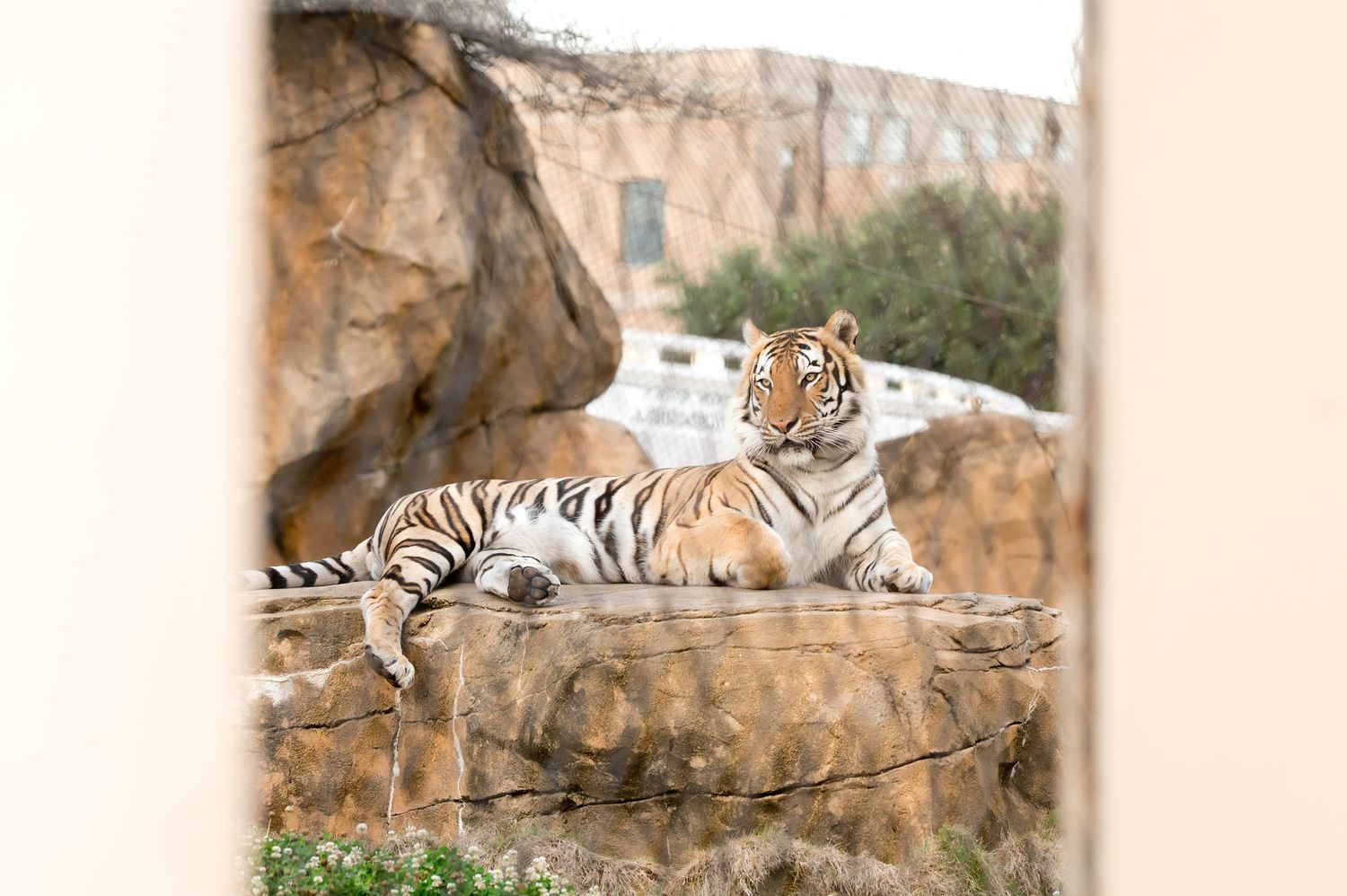 A majestic Bengal tiger resting on a rocky ledge at a zoo, showcasing its striking orange and black striped coat.