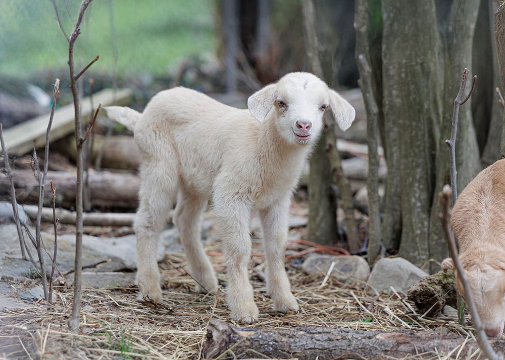 A fluffy white baby lamb stands on hay near tree trunks in an outdoor farm setting.